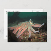 Sonnenblumensestern - Postkarte (Vorne/Hinten)