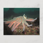 Sonnenblumensestern - Postkarte (Vorderseite)