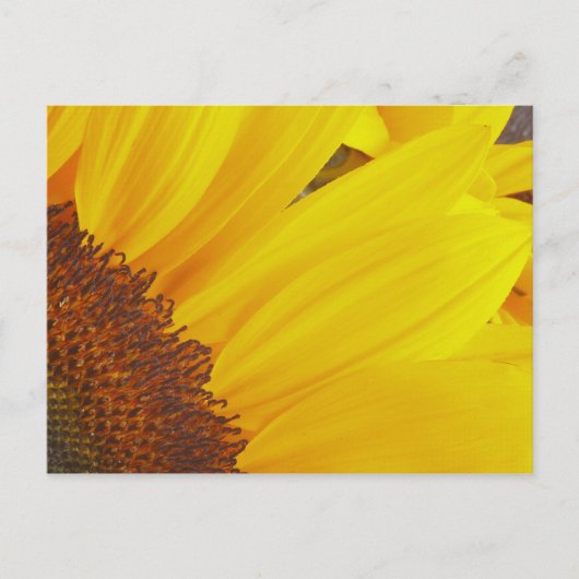 Sonnenblumensonne Postkarte (Vorderseite)