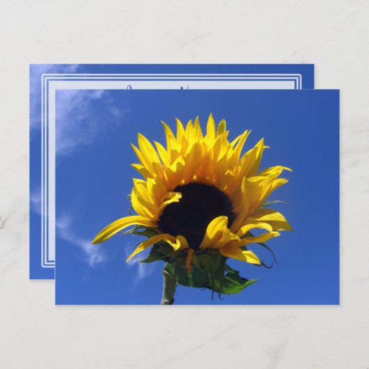Sonnenblumensonnenkarte Unlinetarisiert Postkarte (Vorne/Hinten)