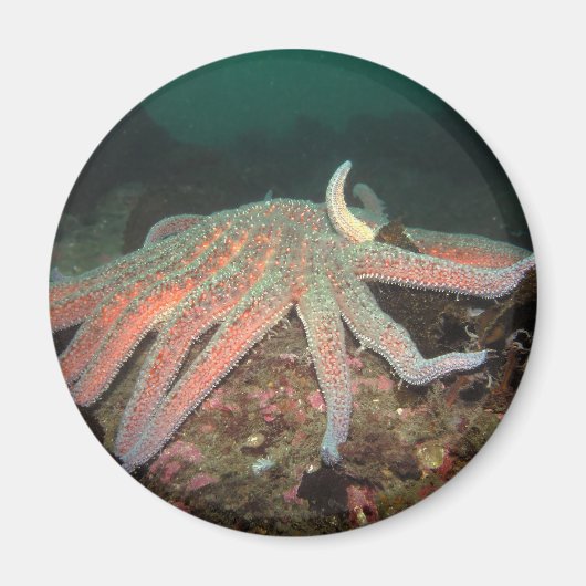 Sonnenblumenstern - Magnet (Vorne)