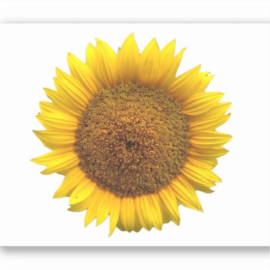 Sonnenblumenstich Aufkleber (Vorderseite)