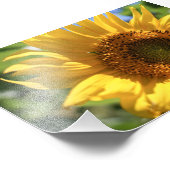 Sonnenblumenstrahlen Fotodruck (Ecke)