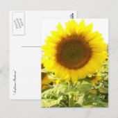Sonnenblumenstrahlen Postkarte (Vorne/Hinten)