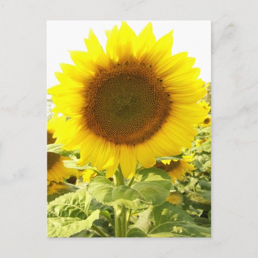 Sonnenblumenstrahlen Postkarte (Vorderseite)