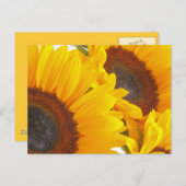 Sonnenblumentriplettes Postkarte (Vorne/Hinten)