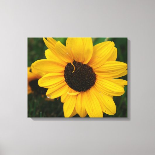 Sonnenblumenüberwurf Leinwanddruck (Vorderseite)
