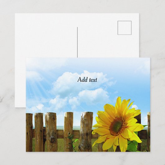 Sonnenblumenvorlage Postkarte (Vorne/Hinten)