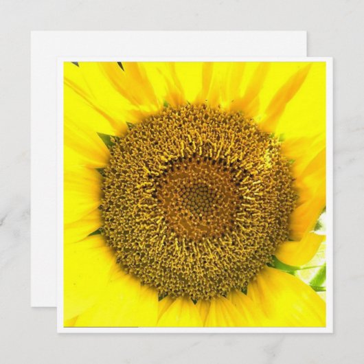 Sonnenblumenzentrum (Vorne/Hinten)