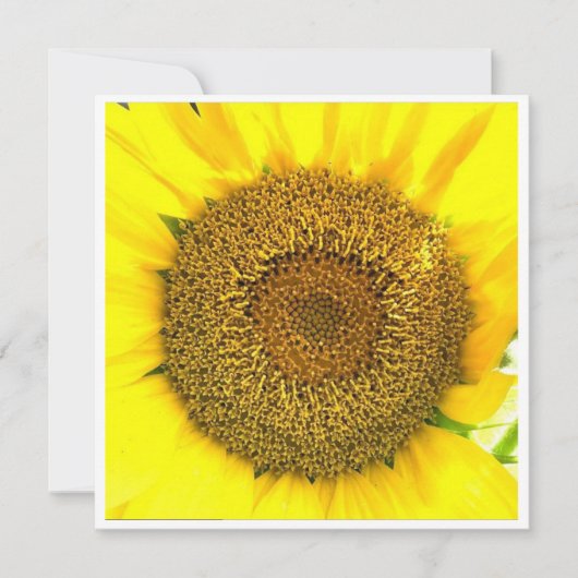 Sonnenblumenzentrum (Vorderseite)