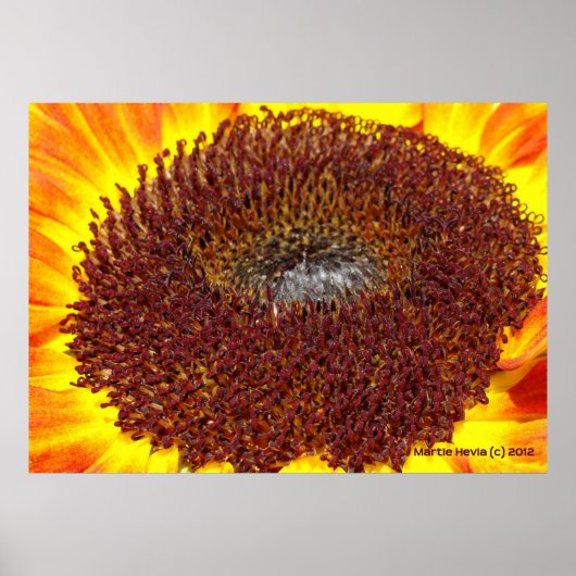 Sonnenblumenzentrum Poster (Vorne)