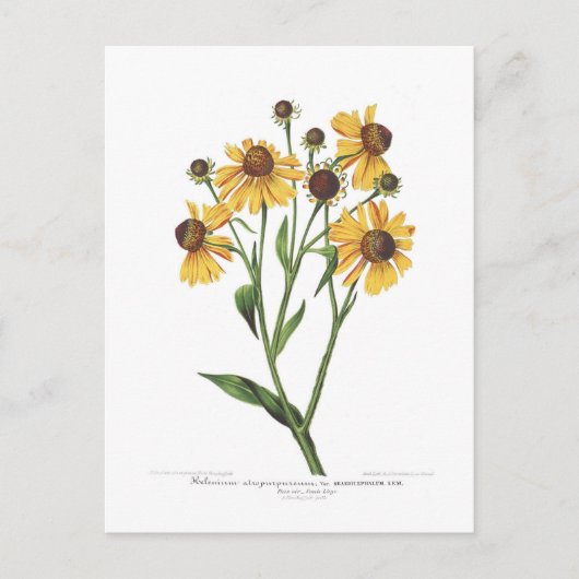 Sonnenbraut Postkarte (Vorderseite)