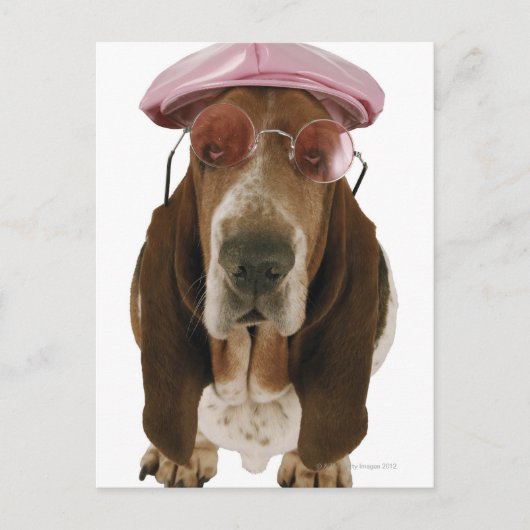 Sonnenbrille und Sockel als Basset Postkarte (Vorderseite)