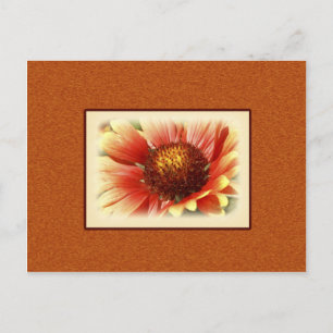 Sonnendurchflutete Gaillardia Fotografie Vermisse  Postkarte