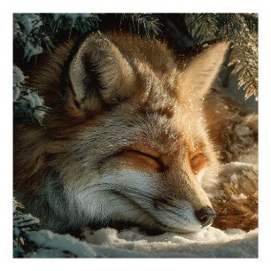 Sonnendurchfluteter Schnee Fuchs Ruheplatz Fotodruck