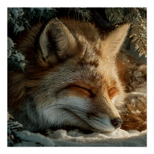 Sonnendurchfluteter Schnee-Fuchs-Ruheplatz Poster