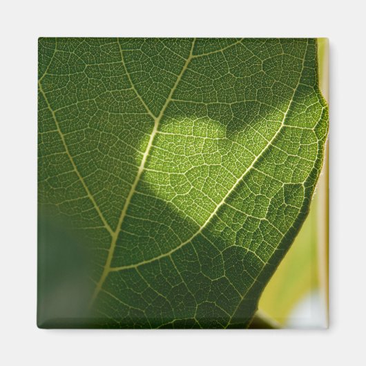 Sonnendurchflutetes-Blatt-Herz-Magnet Magnet (Vorne)