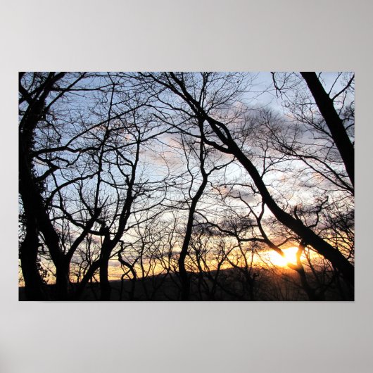 Sonneneinstrahlung durch Äste Poster (Vorne)