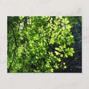 Sonnengefleckte Rosskastanienblätter Postkarte
