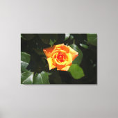 Sonnengeflutete Rose Leinwanddruck (Vorderseite)