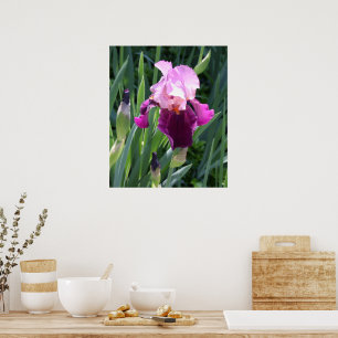 Sonnengeküsste rosa Iris-Blüte Poster