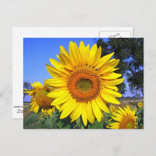 Sonnengelbe Sonnenblume Postkarte (Vorne/Hinten)