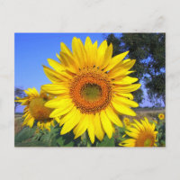 Sonnengelbe Sonnenblume