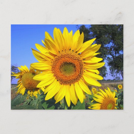 Sonnengelbe Sonnenblume Postkarte (Vorderseite)