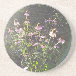 Sonnenhutblumen in der Sonne Getränkeuntersetzer