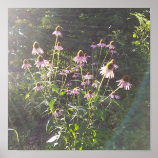 Sonnenhutblumen in der Sonne Poster