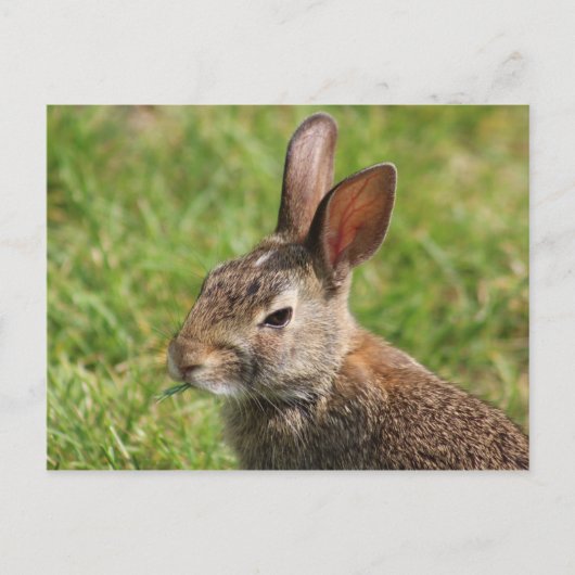 Sonnenkarte Postkarte (Vorderseite)