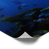 Sonnenkoralle Poster (Ecke)