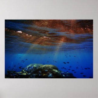 Sonnenkoralle Poster