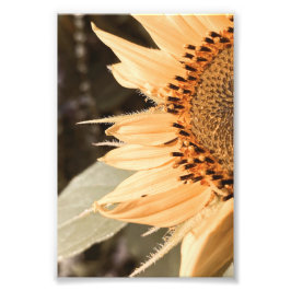 Sonnenküss Goldene Sonnenblume Fotodruck