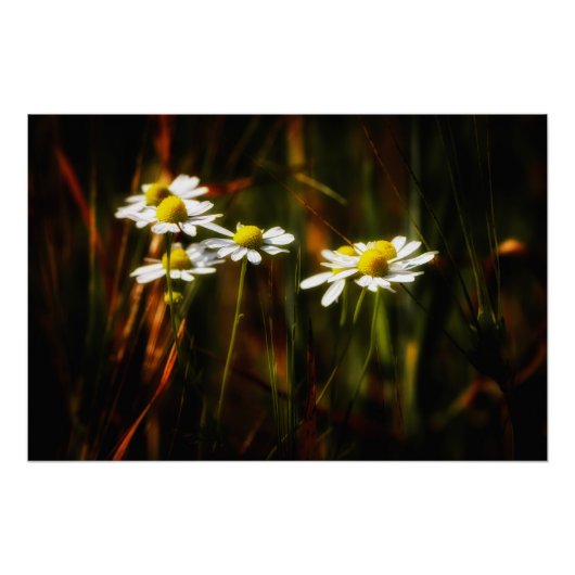Sonnenküsse auf Kamille Poster (Vorderseite)