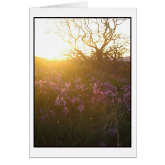 Sonnenlage auf dem Monte Tolmie und Camas