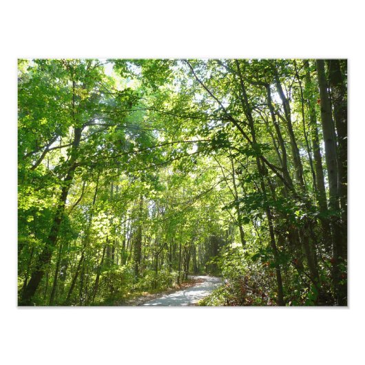 Sonnenlicht auf dem Waldweg im Centennial Park Fotodruck (Vorne)