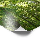 Sonnenlicht auf dem Waldweg im Centennial Park Fotodruck (Ecke)