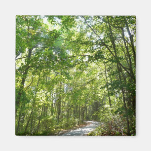 Sonnenlicht auf dem Waldweg im Centennial Park Magnet