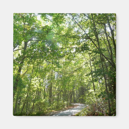 Sonnenlicht auf dem Waldweg im Centennial Park Magnet (Vorne)