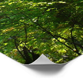 Sonnenlicht auf dem Waldweg im Centennial Park Poster (Ecke)