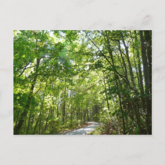 Sonnenlicht auf dem Waldweg im Centennial Park Postkarte