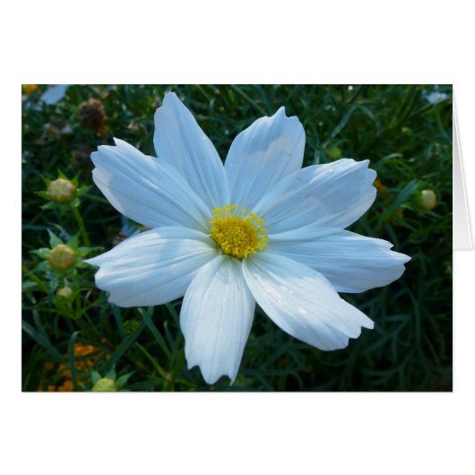 Sonnenlicht auf der Blume Weißkosmos (Vorderseite (Horizontal))