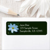 Sonnenlicht auf der Blume Weißkosmos (Insitu)