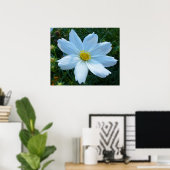 Sonnenlicht auf der Blume Weißkosmos Poster (Heimbüro)