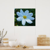 Sonnenlicht auf der Blume Weißkosmos Poster (Küche)