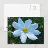 Sonnenlicht auf der Blume Weißkosmos Postkarte (Vorne/Hinten)