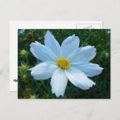 Sonnenlicht auf der Blume Weißkosmos Postkarte (Vorne/Hinten)