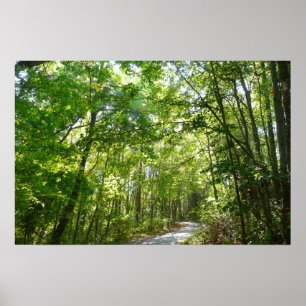 Sonnenlicht auf Waldweg im Centennial Park Poster