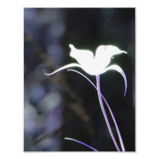 Sonnenlicht-Blume Fotodruck